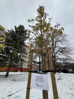 Výsadba stromů na ul. Poštovní