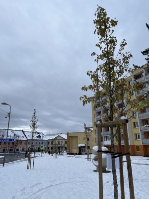 Výsadba stromů na ul. Poštovní