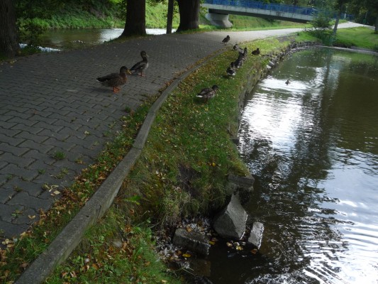 Původní stav rybníčku a jeho okolí.