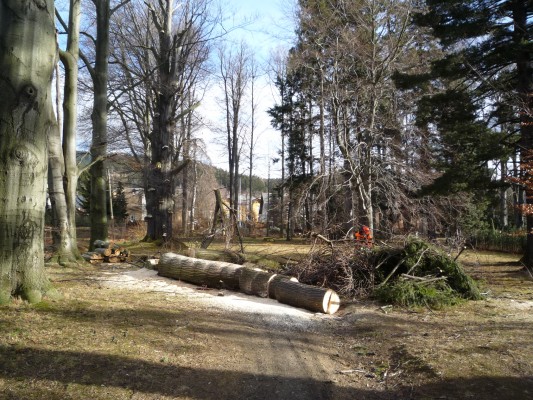 Regenerace zeleně ve vybraných lokalitách města Jeseník