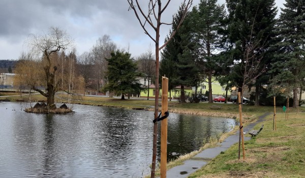 Výsadba stromů ve městě Jeseník