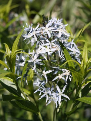 V časném létě se ve výsadbách objeví velkokvěté zvonky, kakosty, světle modré amsonie a fialové šalvěje spolu s velkolepými okrasnými česneky.