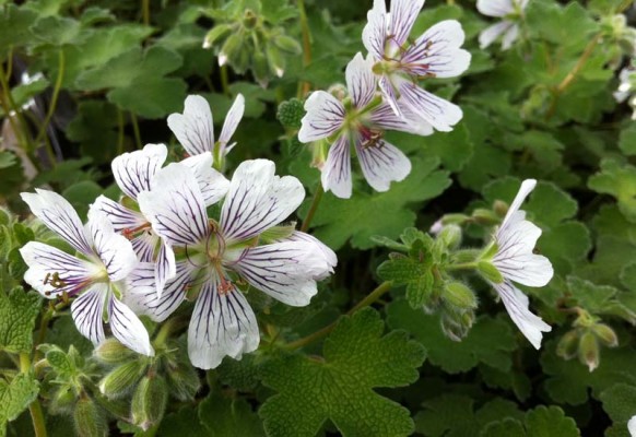 V časném létě se ve výsadbách objeví velkokvěté zvonky, kakosty, světle modré amsonie a fialové šalvěje spolu s velkolepými okrasnými česneky.